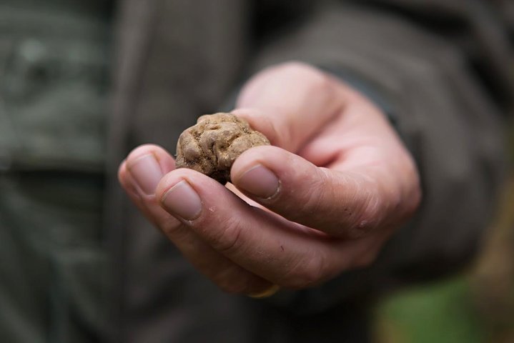 2024 Florence Truffle Provided By Personal Tour Tripadvisor   Caption 