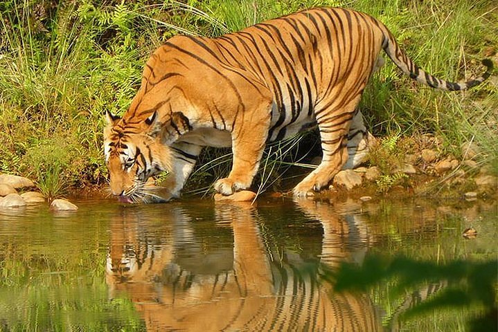 2024 Bardia National Park Bardia Wildlife Safari