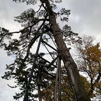 本丸の巨松(おおまつ)です