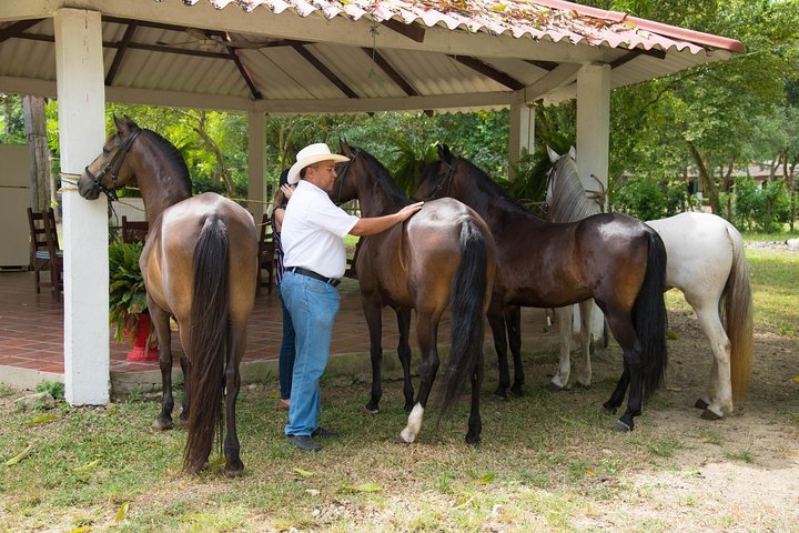 2024 Colombian Paso Fino Horses's Day And Beach