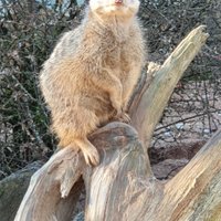 Neunkircher Zoologischer Garten (Neunkirchen) Lohnt es sich?