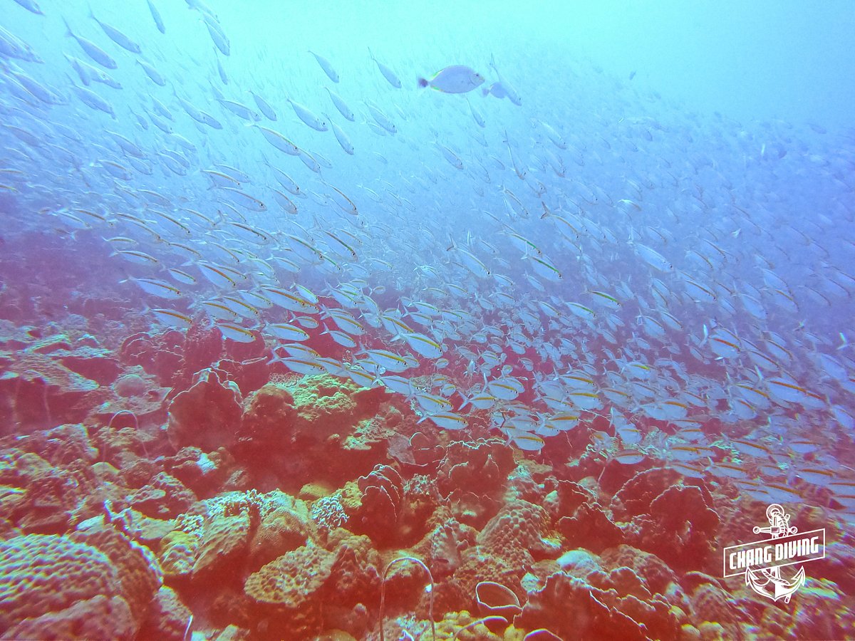 Chang Diving Center, Чанг: лучшие советы перед посещением - Tripadvisor