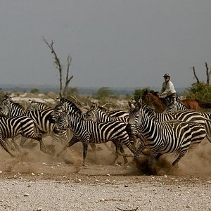 serengeti safari wildlands