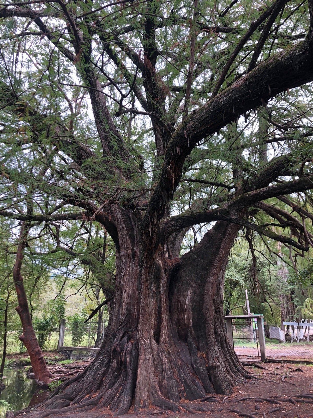 Arbol Milenario (Arroyo Seco) - All You Need to Know BEFORE You Go