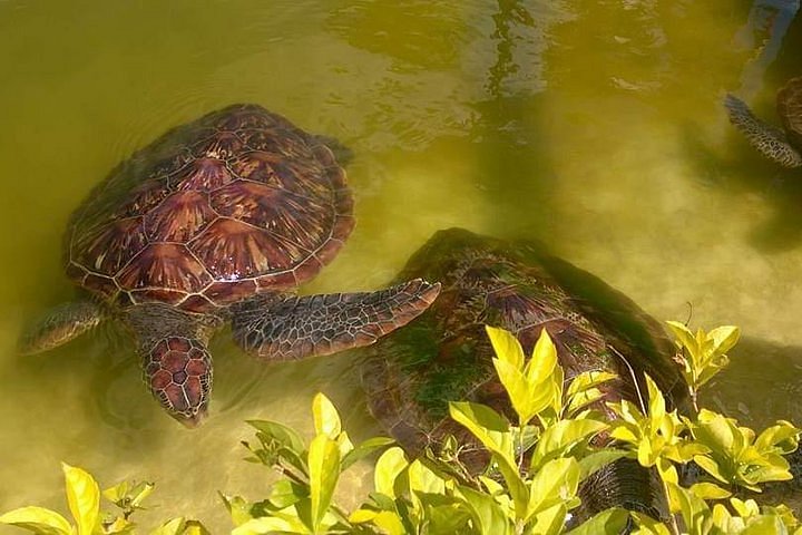 turtle sanctuary tour