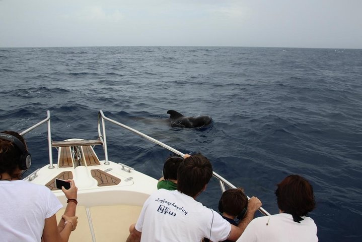 LES 10 MEILLEURES Observation De Baleines Et De Dauphins à Ténérife