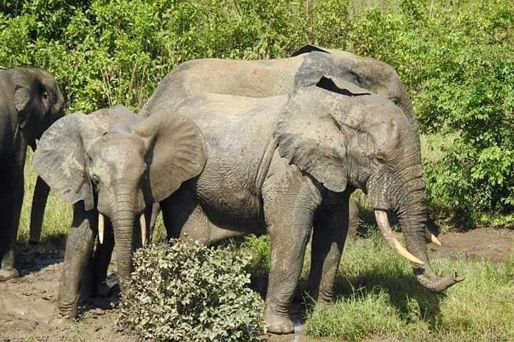 2023 2 Days (1 night) Elephants Safari at Mole Park with Round - trip ...