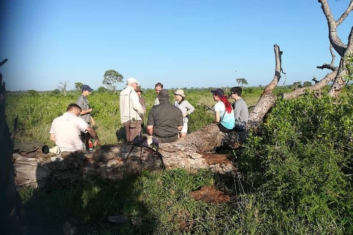 2024 Kruger Park Bush Walk and Game Drive (Kruger National Park)