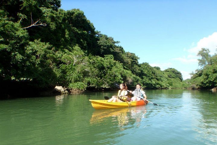 2024 [Okinawa / Chubu / Kayak] Go through the powerful jungle! Mangrove ...