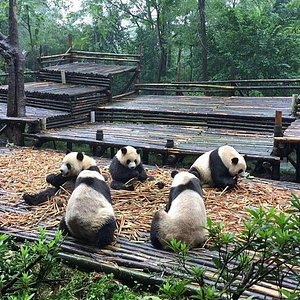 21年 成都パンダ繁育研究基地 行く前に 見どころをチェック トリップアドバイザー 21年 成都パンダ繁育研究基地 行く前に 見どころをチェック トリップアドバイザー