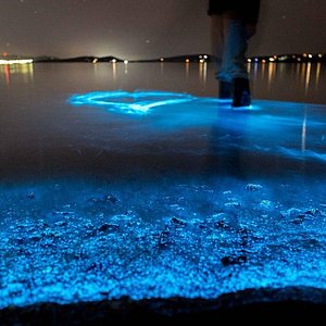 florida bioluminescence kayaking tour