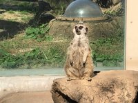 22年 東武動物公園 行く前に 見どころをチェック トリップアドバイザー