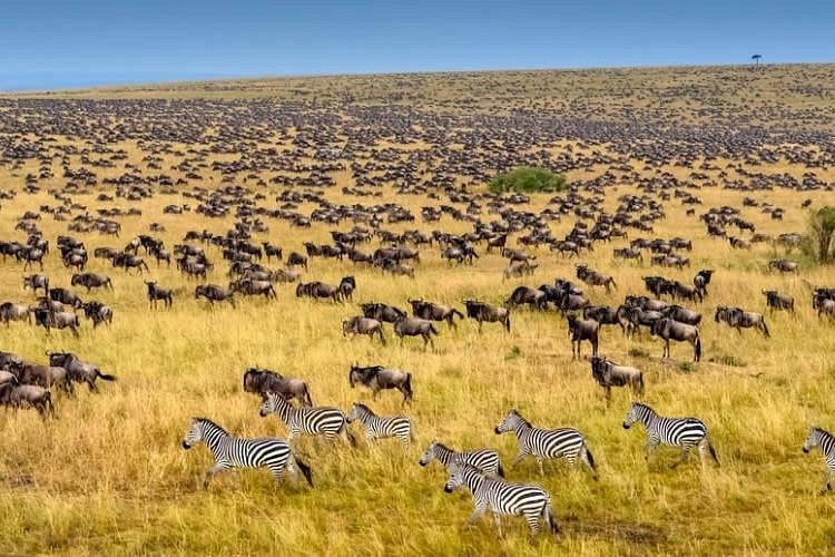 masai mara safari tripadvisor
