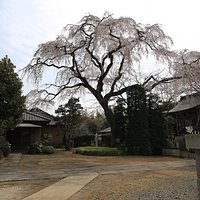 芳全寺:枝垂の全景。この角度だと広がりがよくわかります