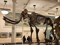 American Museum of Natural History – Museum Review