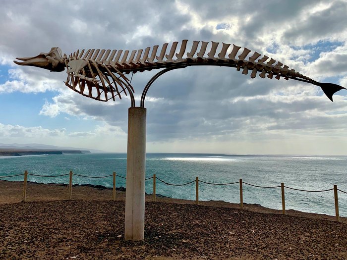 Imagen 9 de Cuvier's Beaked Whale Skeleton