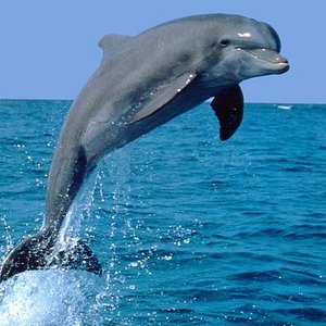 bamboo dolphin trip mauritius