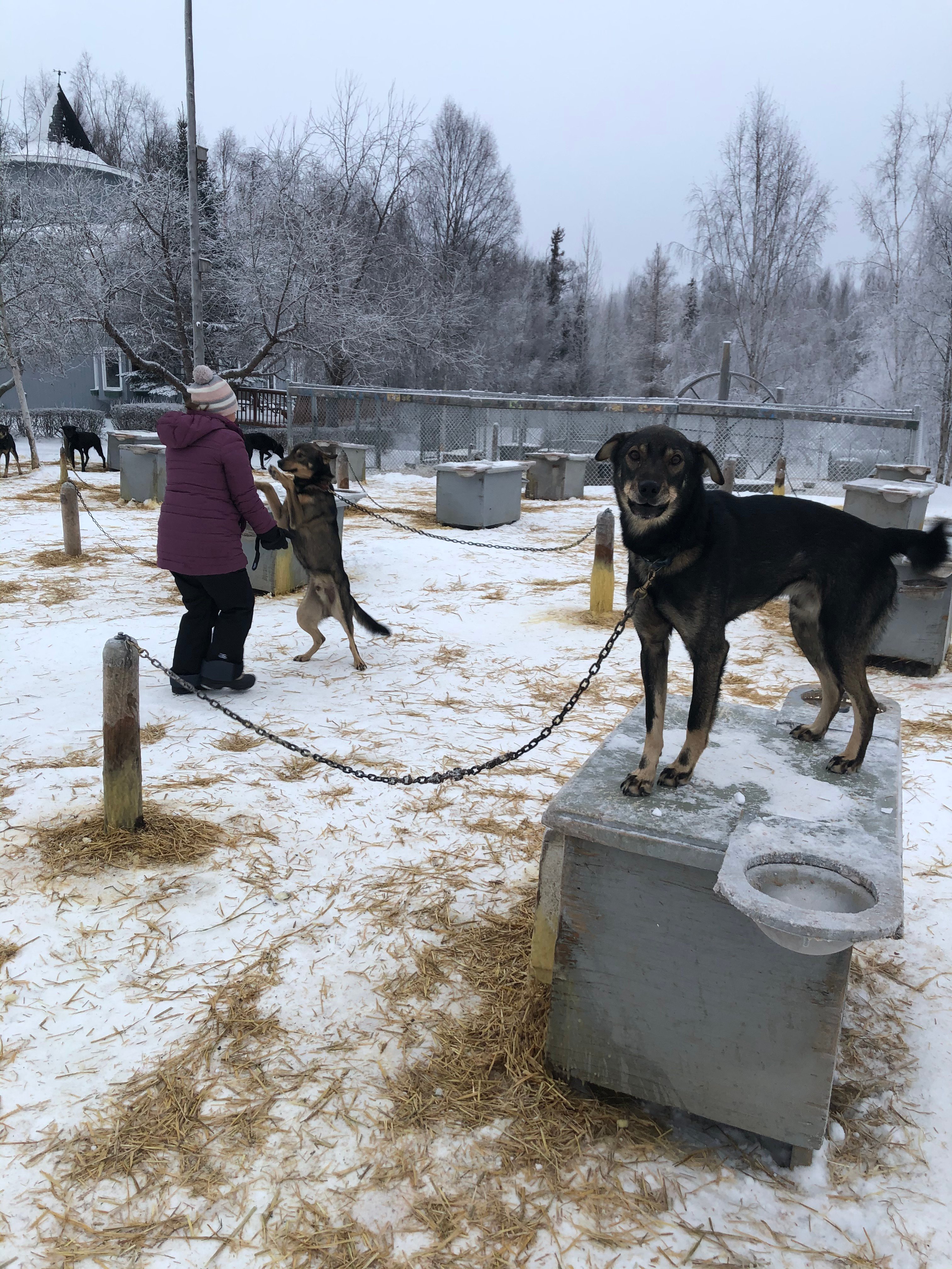 Happy trails 2024 dog boarding