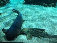 Batiscafo delante del Museo Oceanográfico de Mónaco - Picture of  Monte-Carlo, Monaco - Tripadvisor