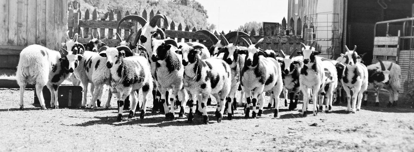 A tiny town with big ideas on natural farming.  These are Jacob sheep that are raised as they were 2000 years ago.Art by  #ProsperityHabit 
