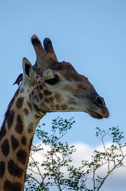 tsakane safari camp