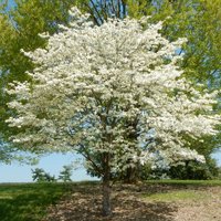 State Arboretum of Virginia (Boyce) - All You Need to Know BEFORE You Go