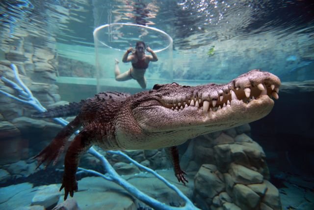 Crocosaurus Cove All You Need to Know BEFORE You Go with Photos