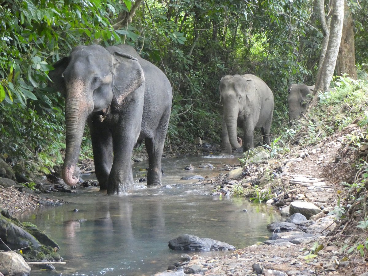 Following Giants - Koh Lanta - All You Need to Know BEFORE You Go (2024)