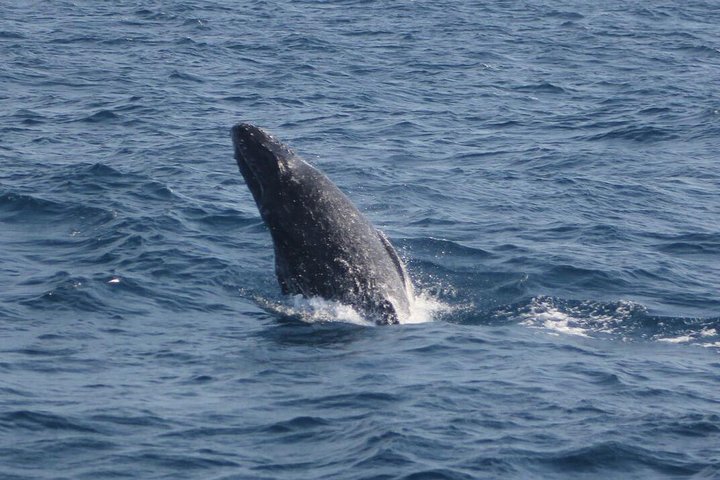 2024 Humpback whale watching