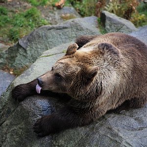 Ranua Zoo - All You Need to Know BEFORE You Go (with Photos) Ranua Zoo - All You Need to Know BEFORE You Go (with Photos)