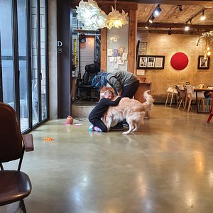 Downstairs is a cafe with vintage games, art and the owners' golden retriever.