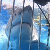 Irish Shark