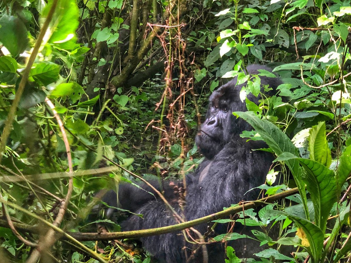 Virunga Amani Tours and Travel, Goma: лучшие советы перед посещением -  Tripadvisor