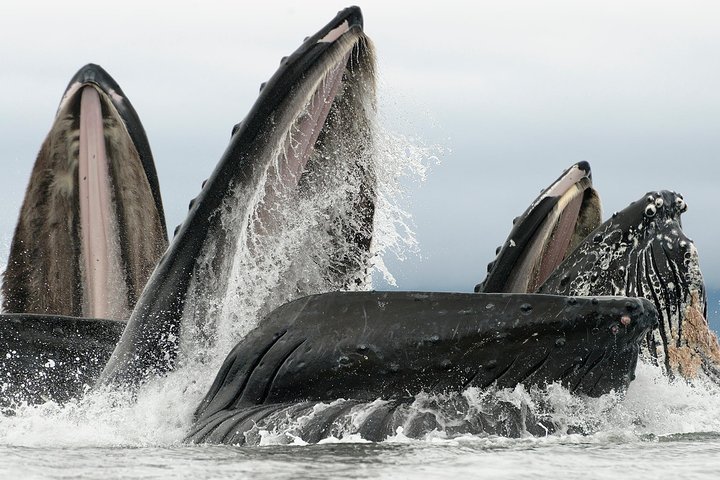 2023 Paddle with Whales! Kayak Adventure - Reserve Now