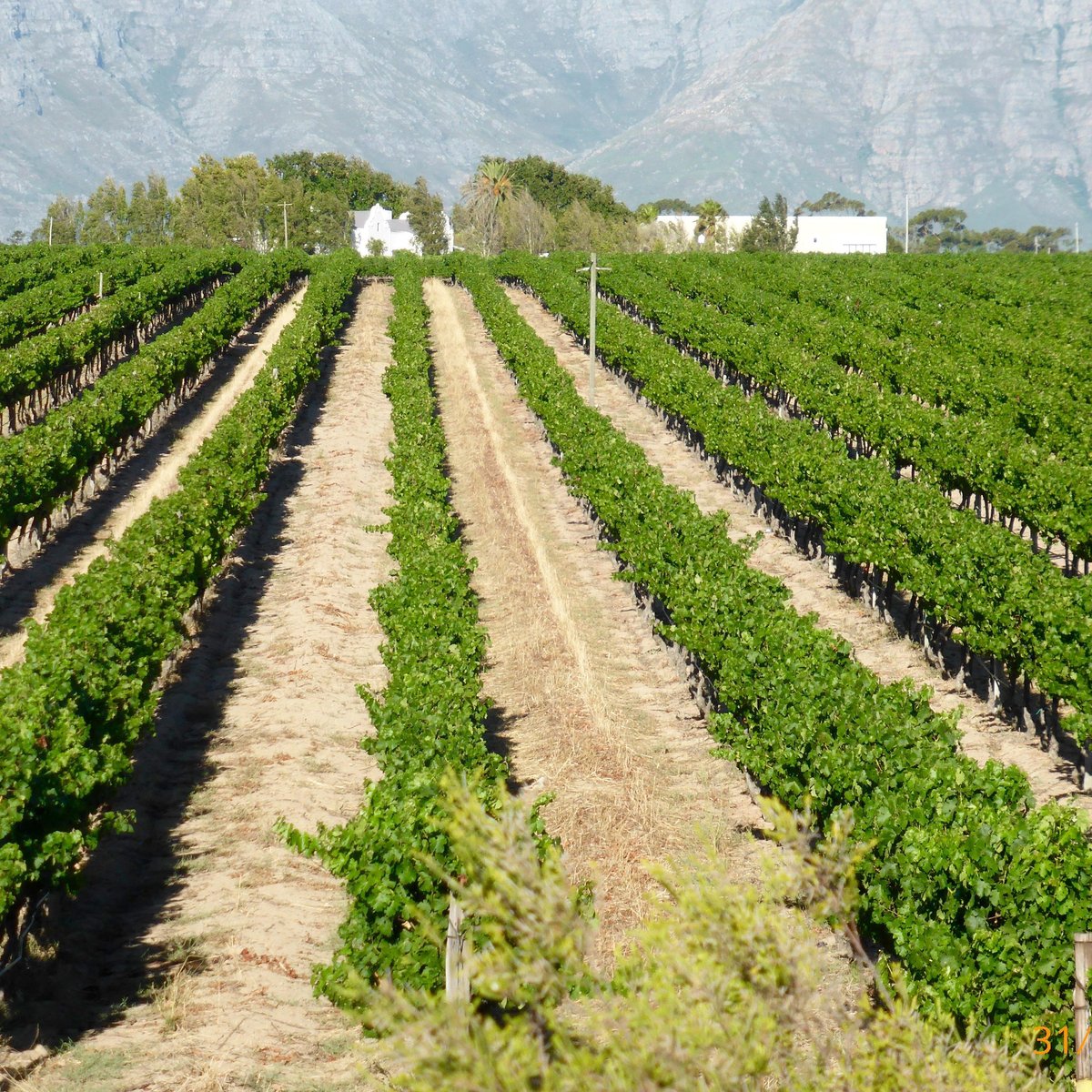 Vineyard Escapes (Stellenbosch) - All You Need to Know BEFORE You Go 