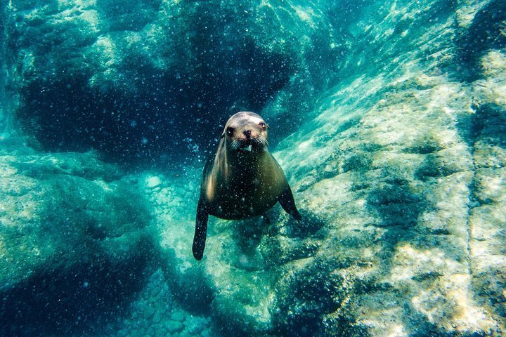 2024 Espiritu Santo Island Tour provided by X DIVE MX - Tripadvisor