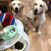 Afternoon tea for dogs!