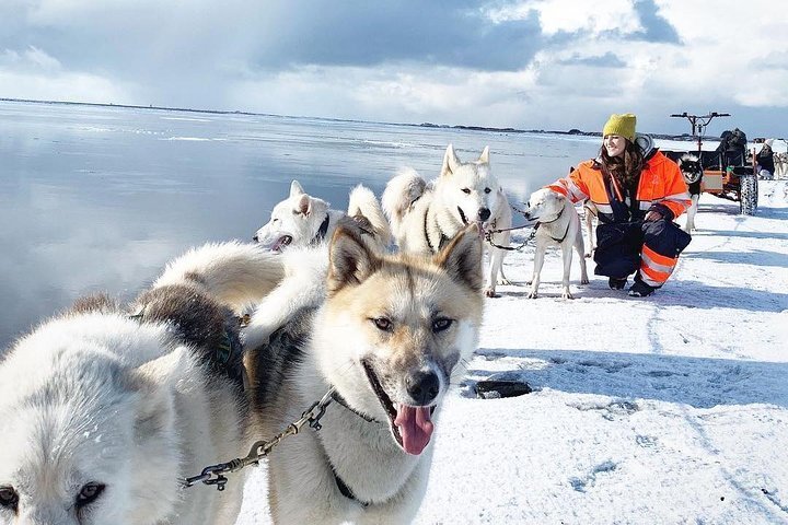 Tripadvisor | Husky-sledetocht met kleine groepen vanuit het ...