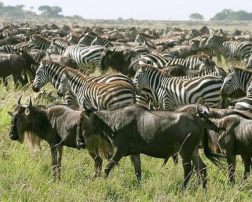 tanzania safari tours tripadvisor