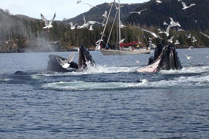 THE 10 BEST Sitka Boat Rides Cruises Updated 2024 Tripadvisor