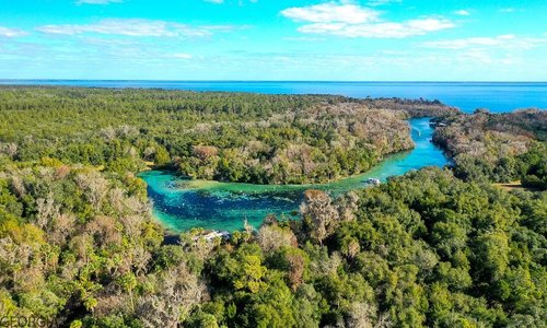 Salt Springs Fl