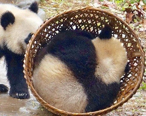 panda tours china