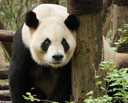 panda tours china