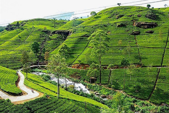 (Colombo) Excursion D'une Journée à Nuwara Eliya Au Départ De Kandy Par ...