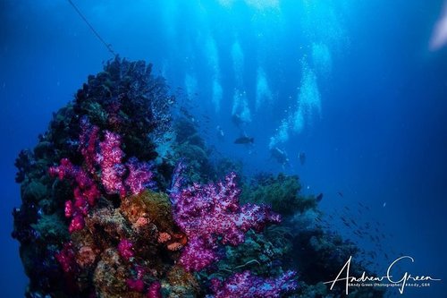 Australia 2" X 3" Fridge Magnet Great Barrier Reef 