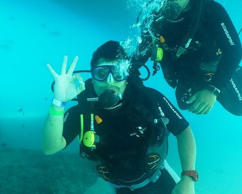 Bali Top - Shark Frenzy – FREEDIVE GIRLS
