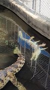 Crocodile Farm - Picture of Ko Samui, Surat Thani Province - Tripadvisor