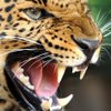 Selvagem Tours (93) 991020222
