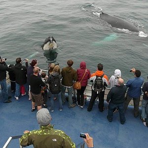 whale tours bay bulls
