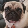 ankathepug